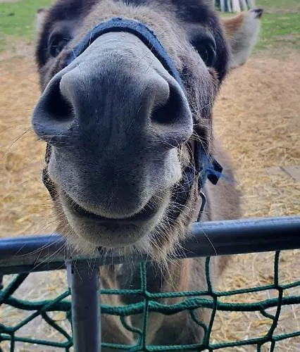 Lägenhet Peenehof Koeppen - & Schlaffaesser *